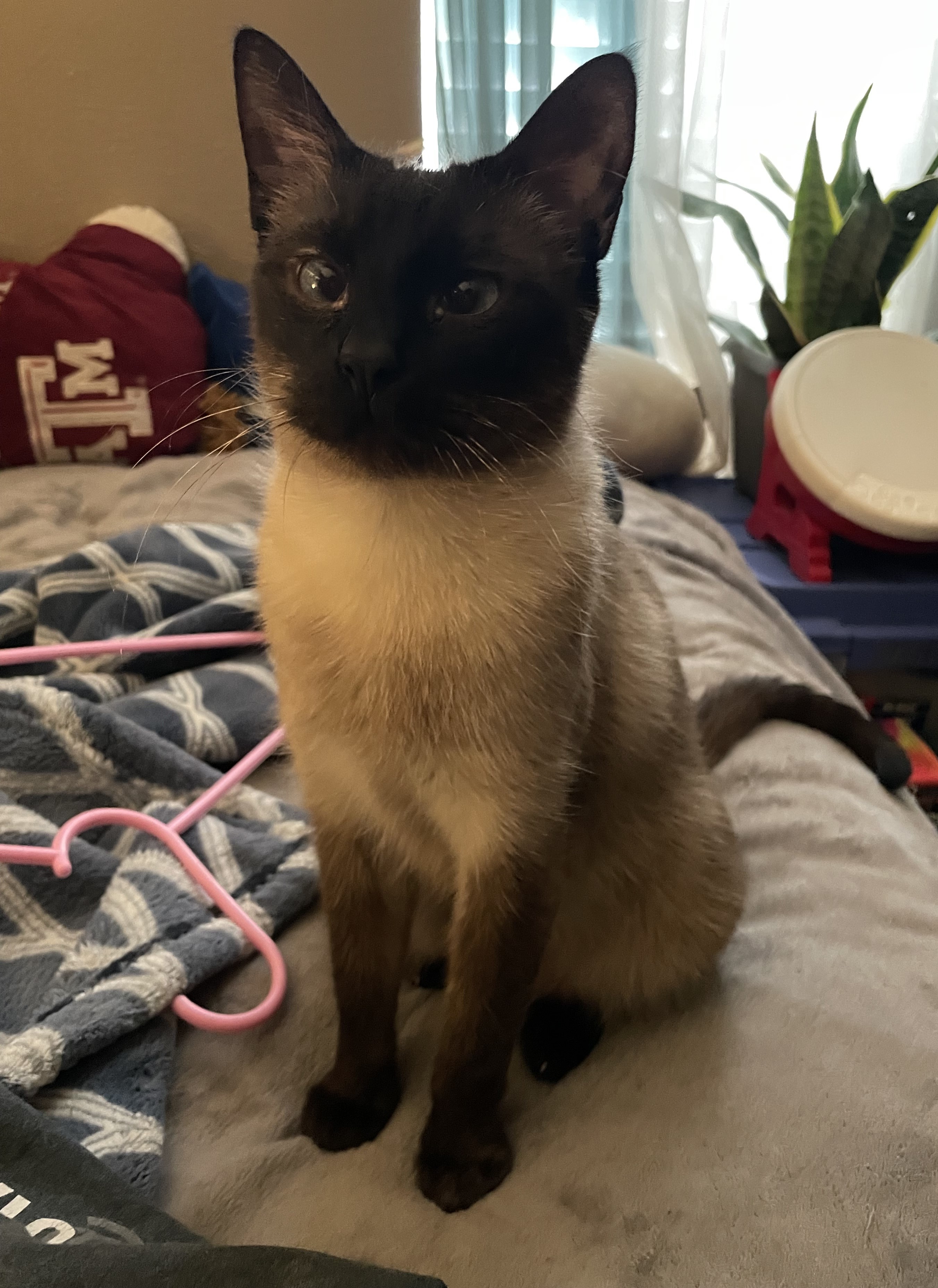 My Cat Luna